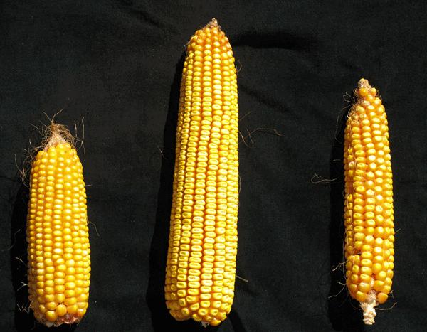 Corn's Genome Flexibility Makes It Adaptable to Changing Climate