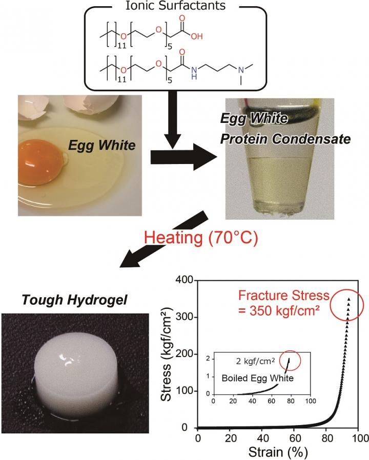 EggBased Tough Gel (1 of 2) [IMAGE] EurekAlert! Science News Releases