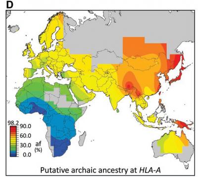 Human Immune Systems Got a Boost From Ancient Ancestors (9 of 9)