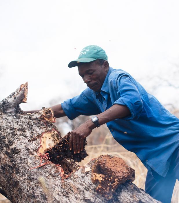 A honey hunter harvests a bees' nest in the Niassa Special Reserve, Mozambique