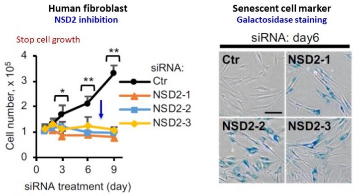 Induction of cell senescence by NSD2 inhibition