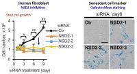 Induction of Cell Senescence by NSD2 Inhibition
