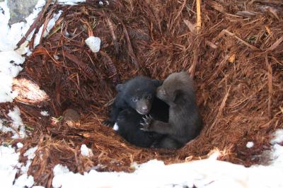 Black Bear Cubs