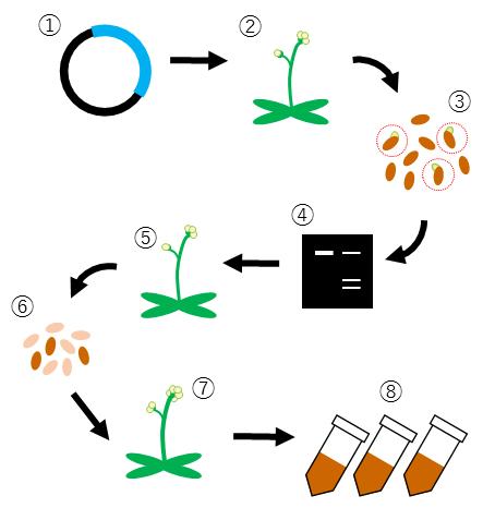 Schematic Representation of Procedures for The Generation of Gene Disruption Lines