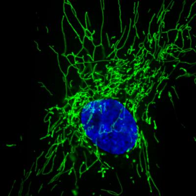 Mitochondria of a Human Fibroblast