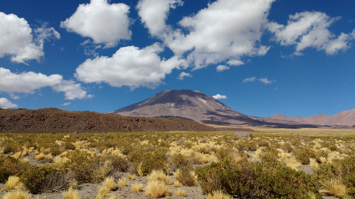 Researchers Uncover “Genetic Goldmine” Underlying Plant Resilience in Extreme Desert Environment