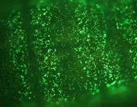 Green Bioluminescence (2 of 2)