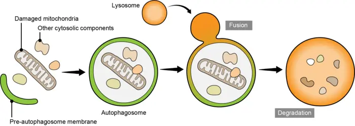 Autophagy system eliminates unwanted organelles from cells