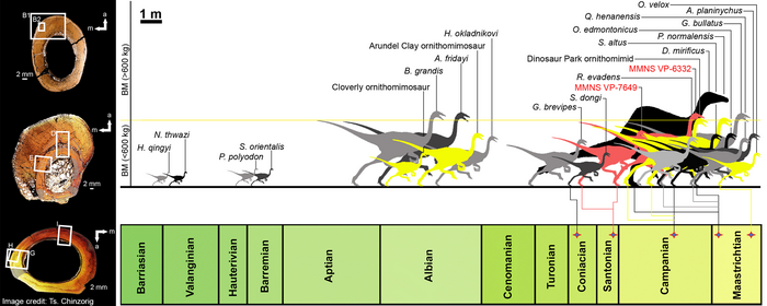 Paleohistological transverse sections of select elements of (A) large- and (B) medium-bodied individuals of the Eutaw ornithomimosaurs, and (C) relative body-size of the Eutaw ornithomimosaurs within known ornithomimosaur taxa through a geological time.