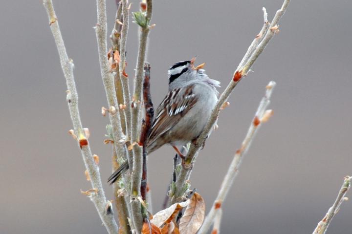 Gambel's White-crowned Sparrow