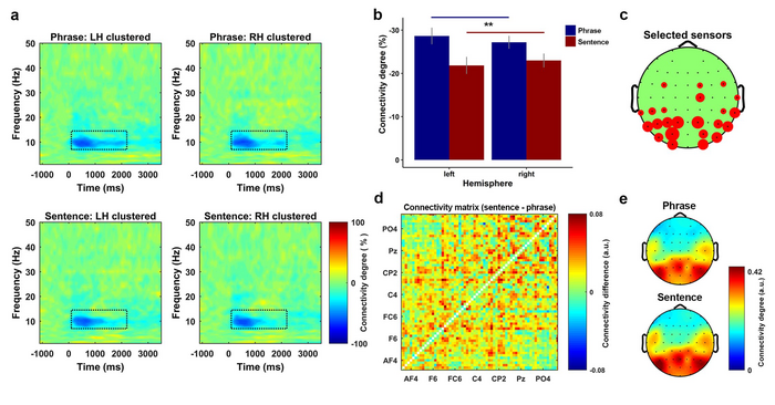 Fig 6. Power connectivity in the alpha band suggests a separation between phrases and sentences