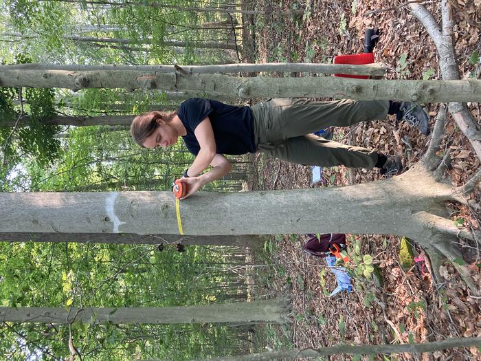 Tracking the Toll of Beech Leaf Disease Near the Epicenter, Ohio, USA