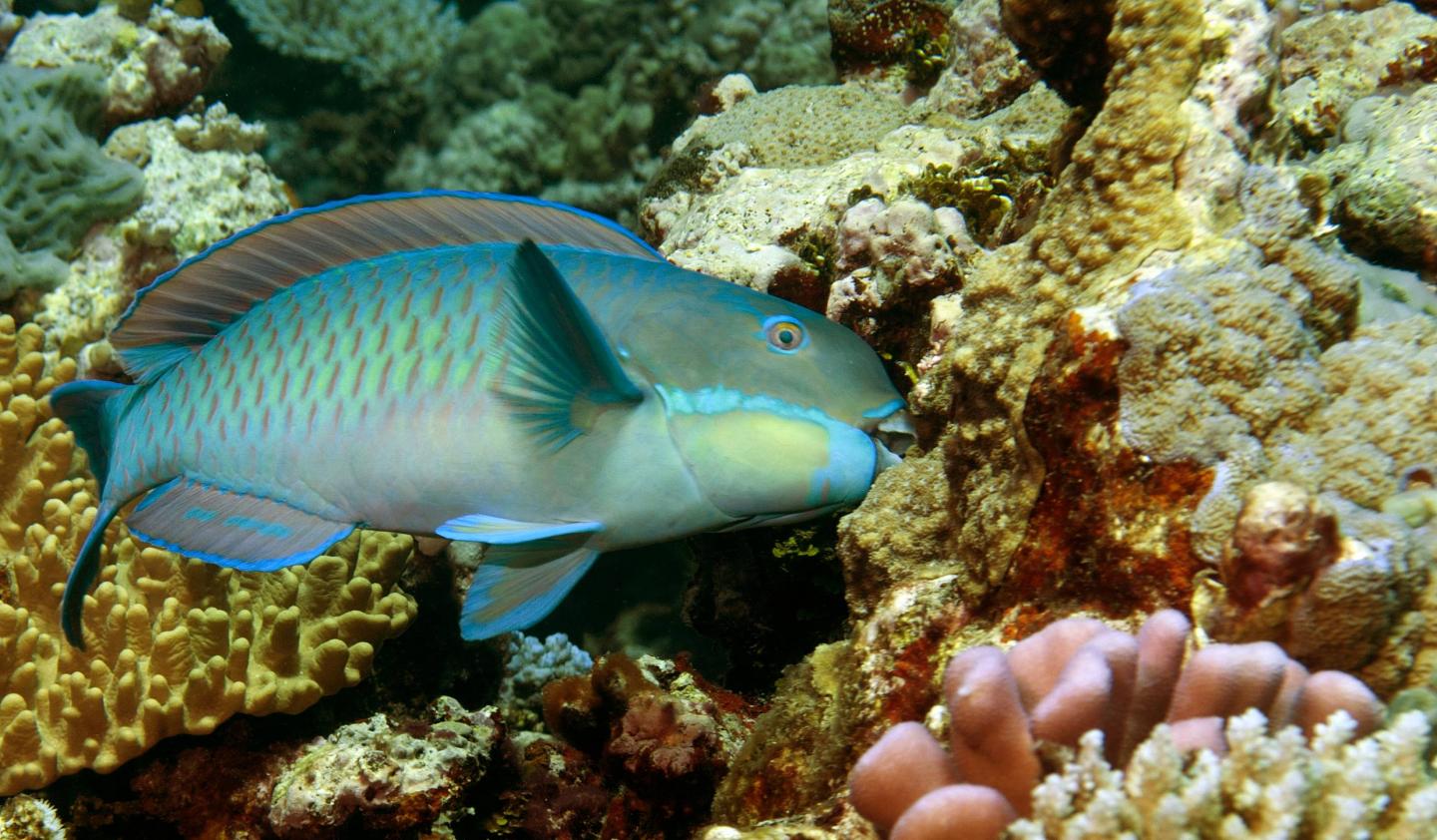 Parrotfish (1 of 3)