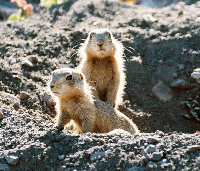 Gunnison's Prairie Dogs