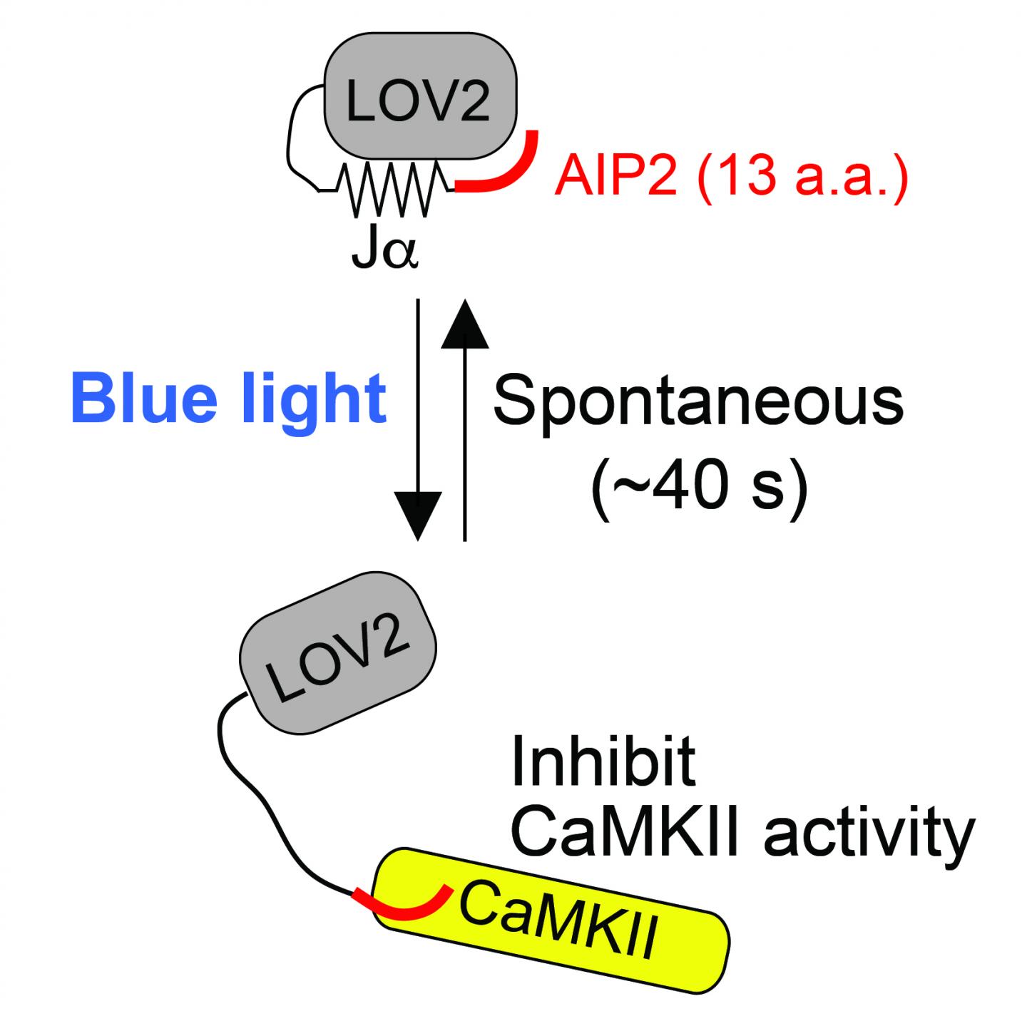 光照射でCaMKII活性を阻害するとシナプスの機能が大きく抑制される。 