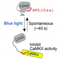 A Genetically Encoded Light-inducible CaMKII Inhibitor, paAIP2