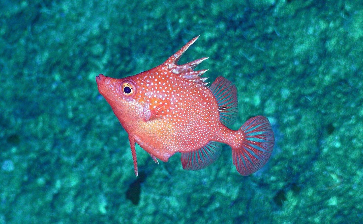 deepwater spike fish [IMAGE]  EurekAlert! Science News Releases