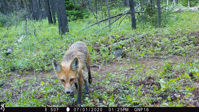 Cameratrap1 IMAGE EurekAlert Science News Releases