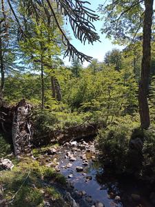 The habitat of Alsodes vittatus