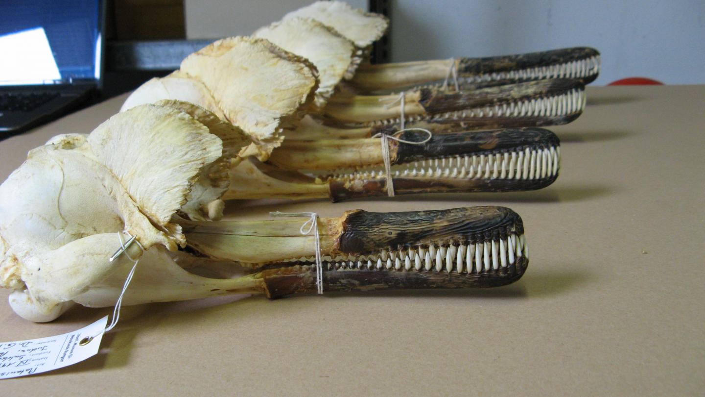 Indus dolphin skulls