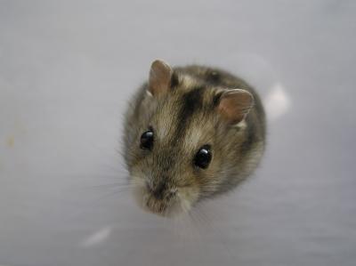 Siberian Hamster (<i>Phodopus sungorus</i>)