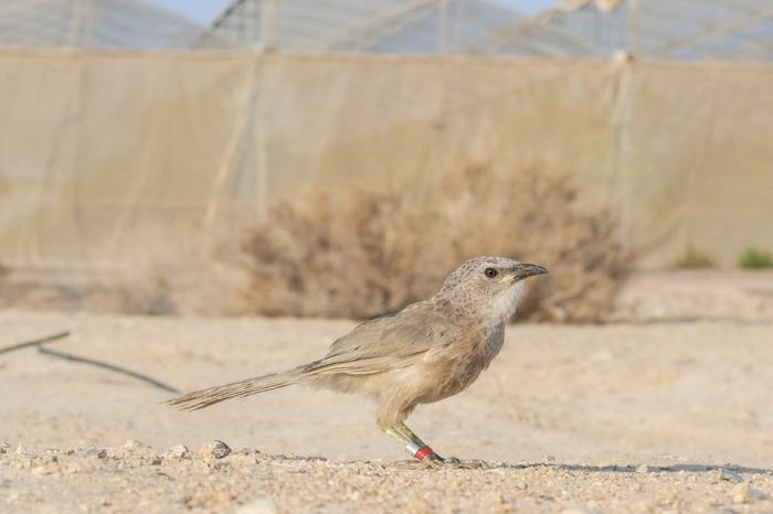 Arabian babbler in the Arava desert