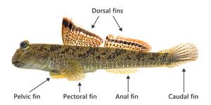 The fins of the mudskipper