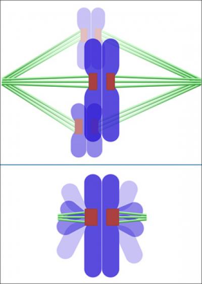 Surprises in Cell Division