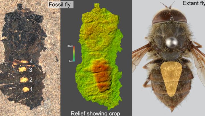 Fossil Hirmoneura messelense from the Messel Pit and extant Hirmoneura maculipennis.