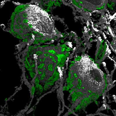 Localization Synapses