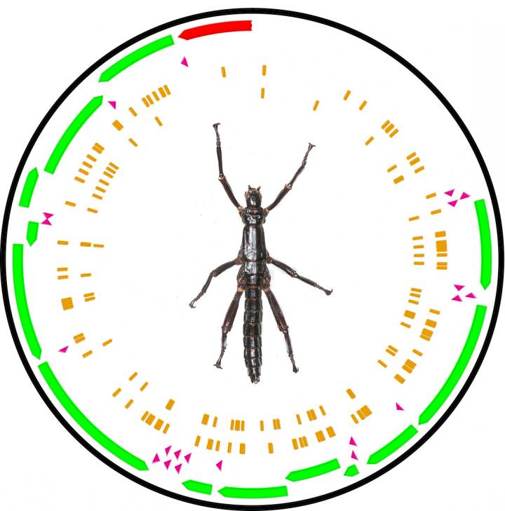 Mitochondrial Genetic Variation between Stick Insects from Lord Howe Island and Ball's Pyramid