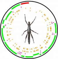 Mitochondrial Genetic Variation between Stick Insects from Lord Howe Island and Ball's Pyramid