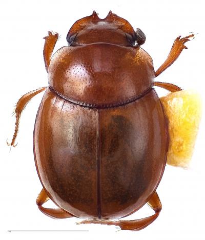 <i>Lepanus parapisoniae</i>