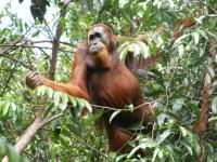 Sumatran Orangutan (3 of 3)