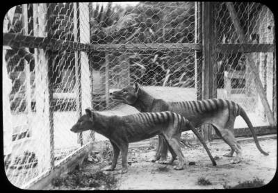 Tasmanian Tiger (1 of 2)