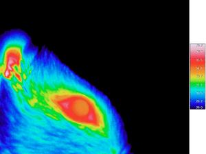 Infrared thermography image in an awake rat.