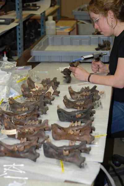 Larisa DeSantis, Vanderbilt University