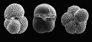 Foraminifera