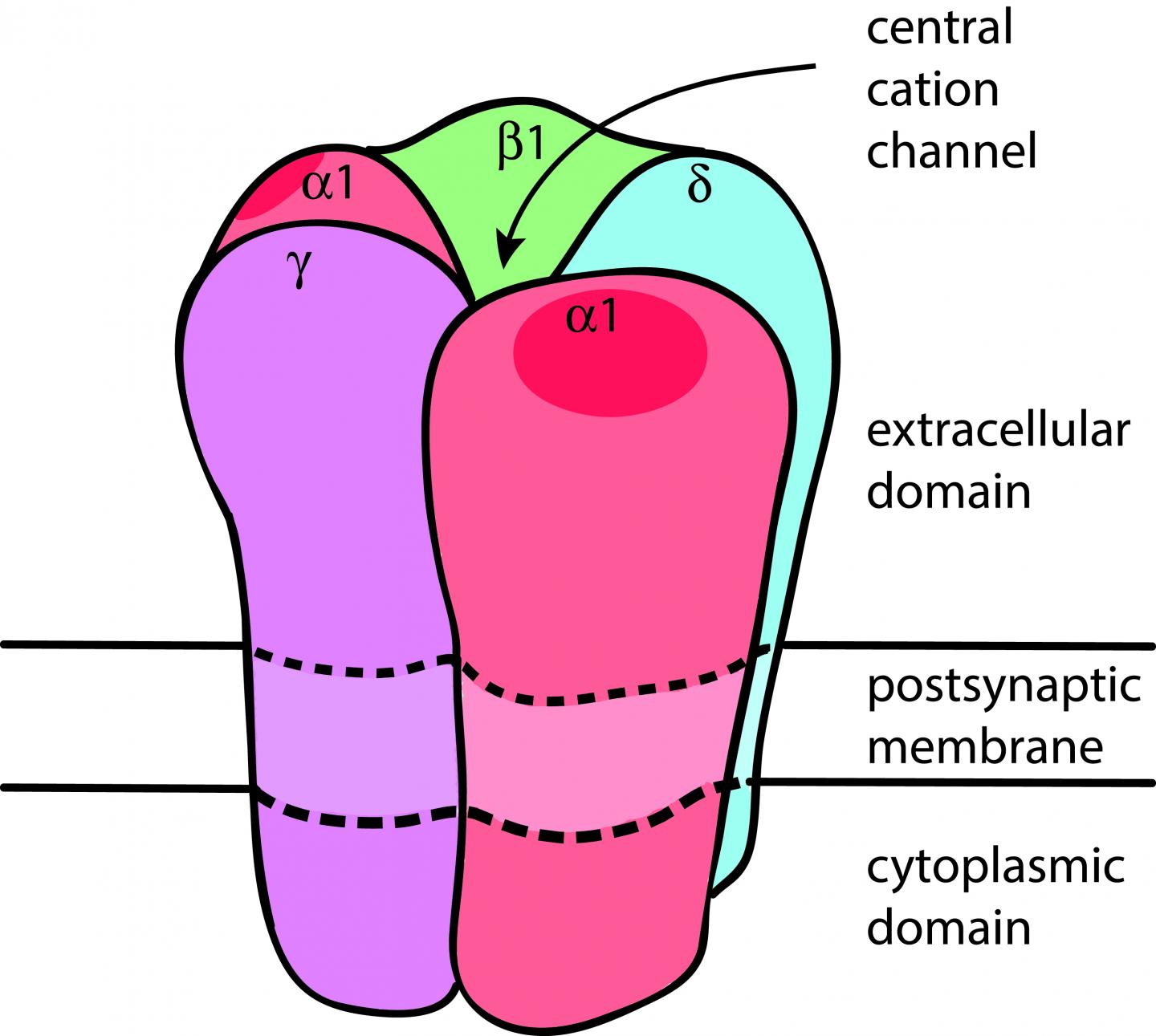 Acetylcholine Receptor