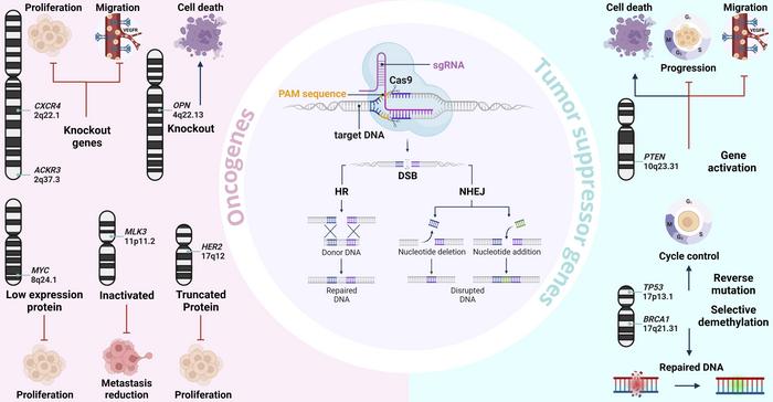 CRISPR mechanism of action and potentials target genes