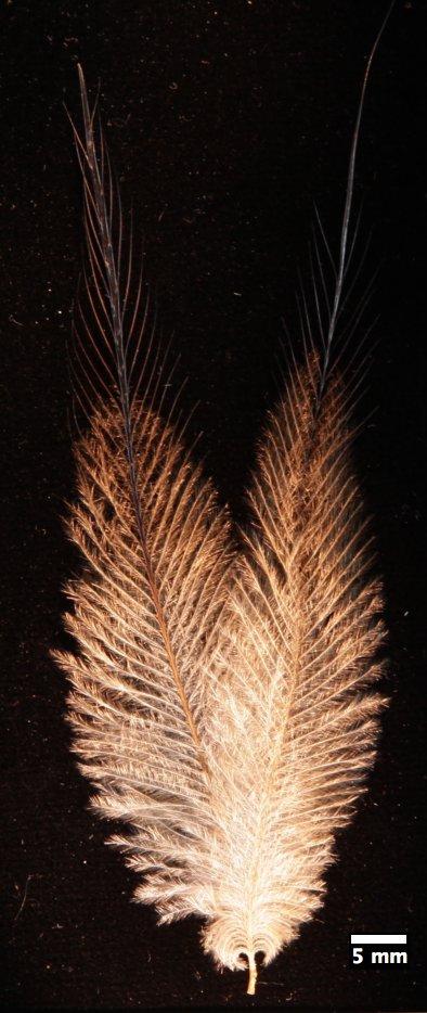 Cassowary Feather