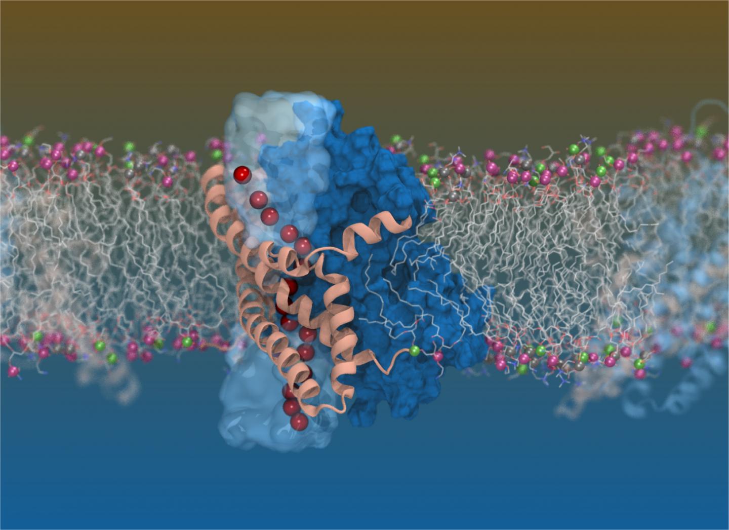 Biological structure of the glutamate transporter