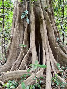 Brazil-Tree