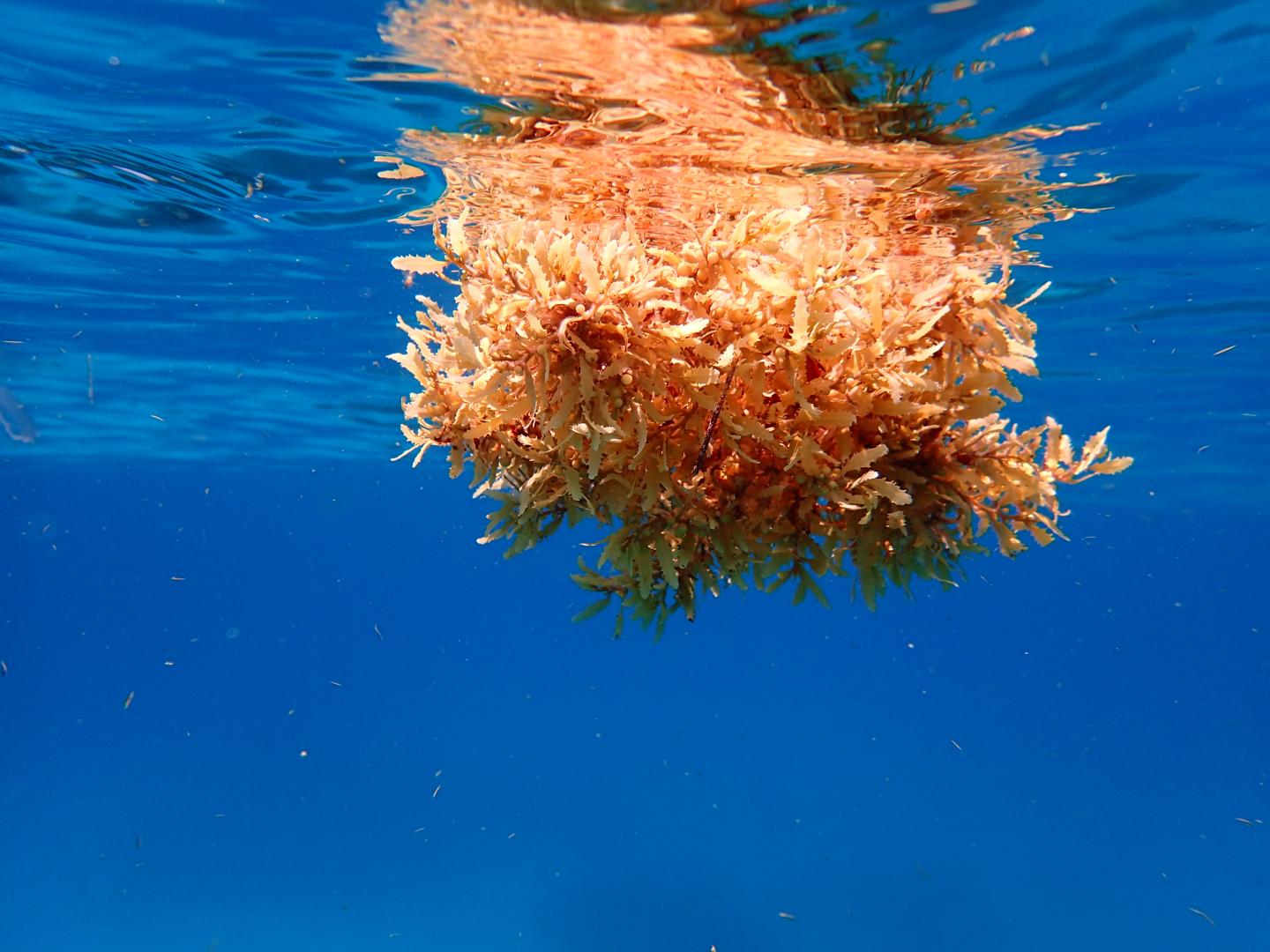 Tracking Sargassum's ocean path could help predict coastal inundation