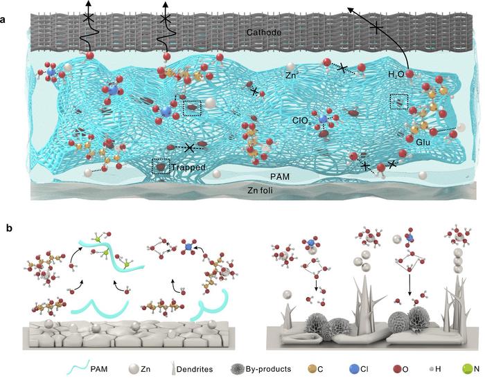 a. Schematic illustration of the design and construction of electrolyte structure; b. Schematic illustration of Zn plating behavior in Glu/ZC/PAM (left) and pure ZC (right)