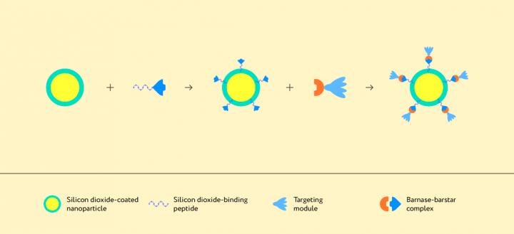 Assembly of the Structure Based on a Nanoparticle and the Barnase-Barstar Protein Complex