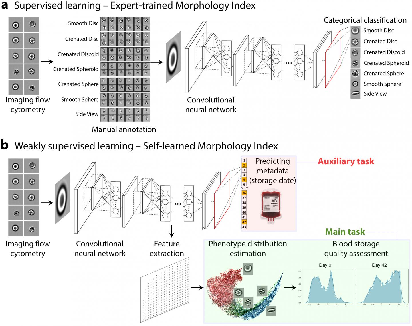 Deep Learning Models for Assessing Red Blood Cell Quality