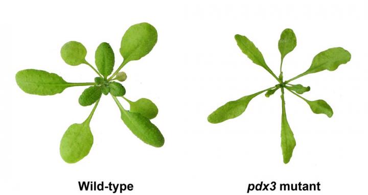 Young <em>Arabidopsis</em> Plants