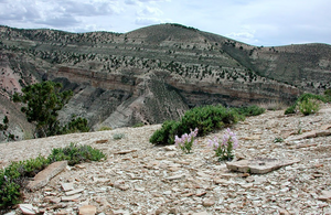 Graham's Beardtongue on oil shale