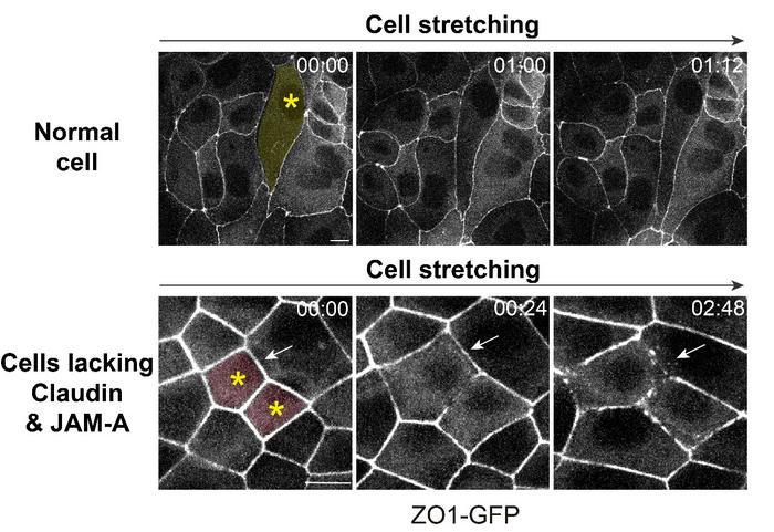 Fracturing of cell junctions in response to cell stretching in claudin/JAM-A KO cells